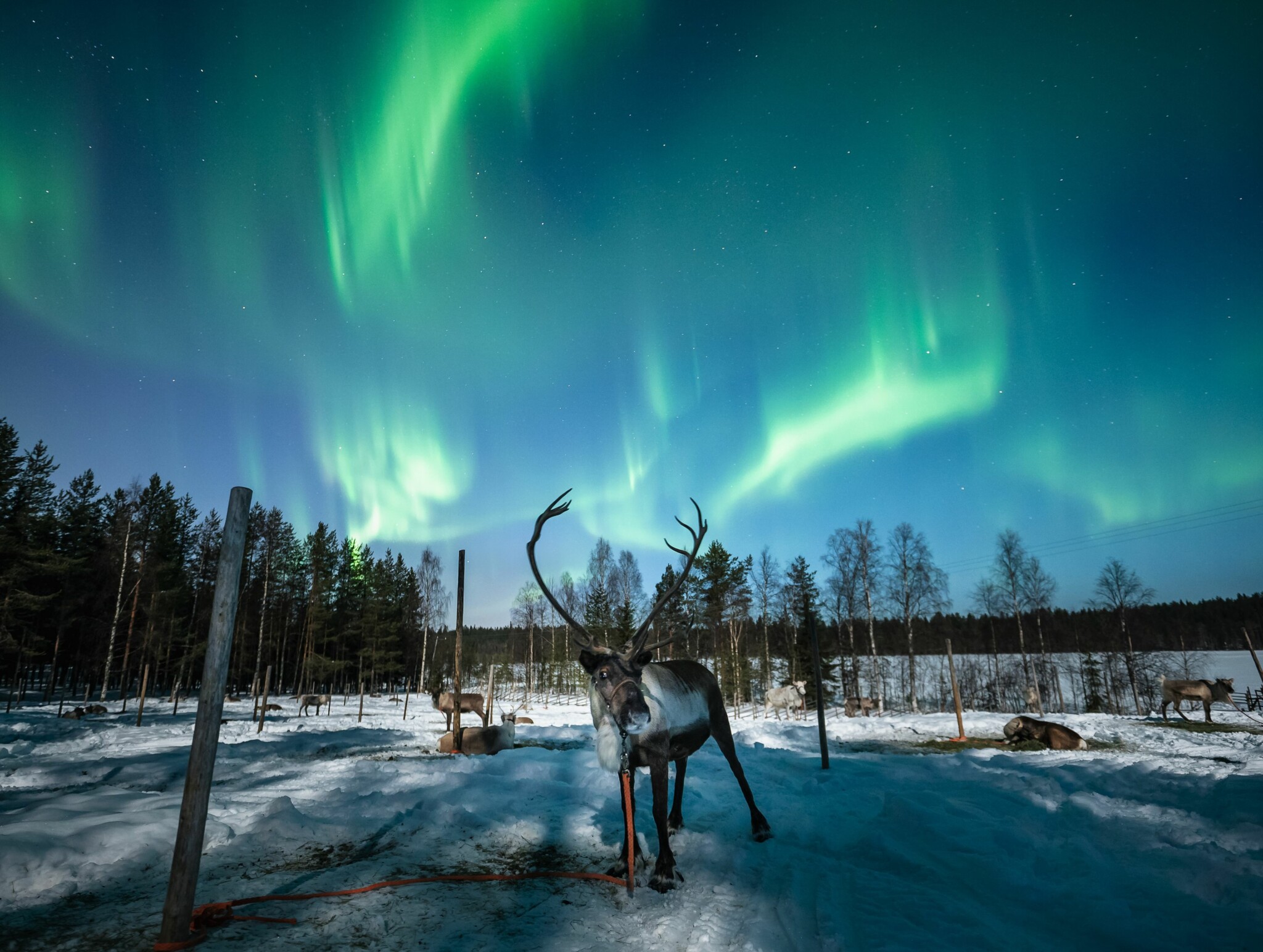Lapland Northern Lights